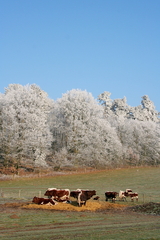 Winterlandschaft Winterlandschaften Romantisch